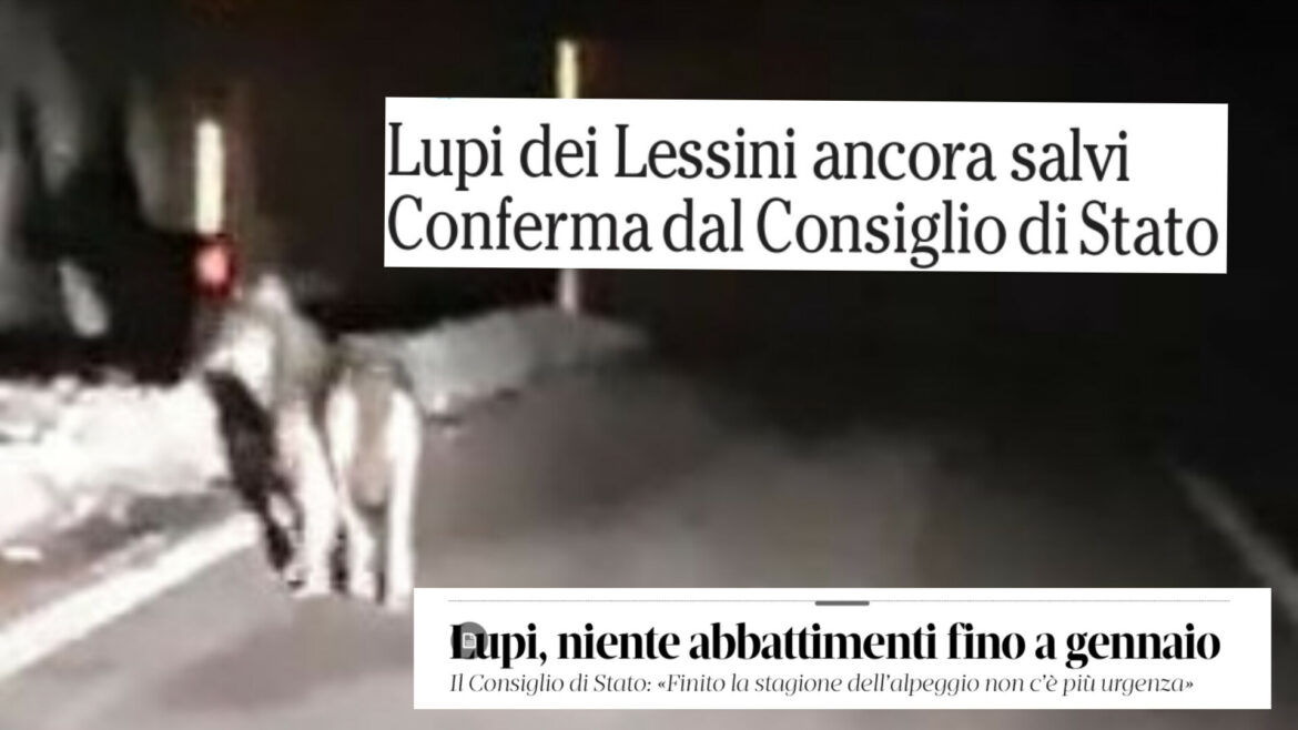 Il lupo della Val di Fassa è confidente, per questo va tutelato